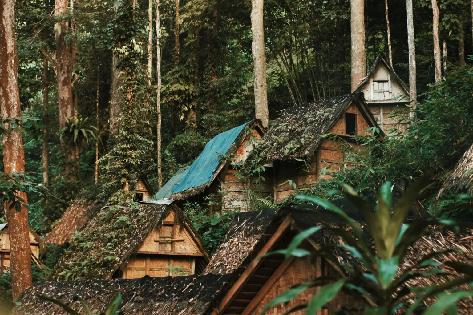 Rustic bamboo huts nestled in lush Banten rainforest, showcasing traditional Indonesian architecture.